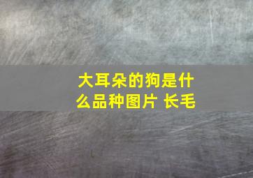 大耳朵的狗是什么品种图片 长毛